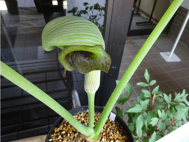 Arisaema ringens