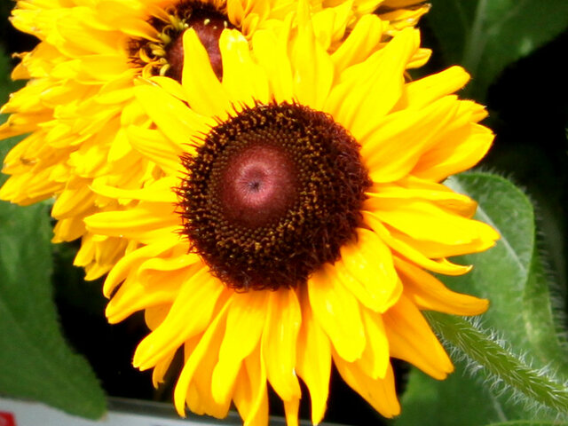 Rudbeckia maya