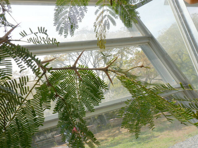 Acacia cornigera