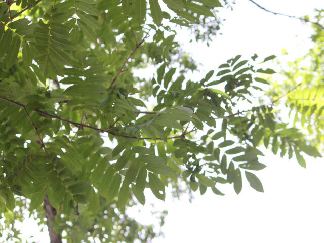 Pterocarya rhoifolia