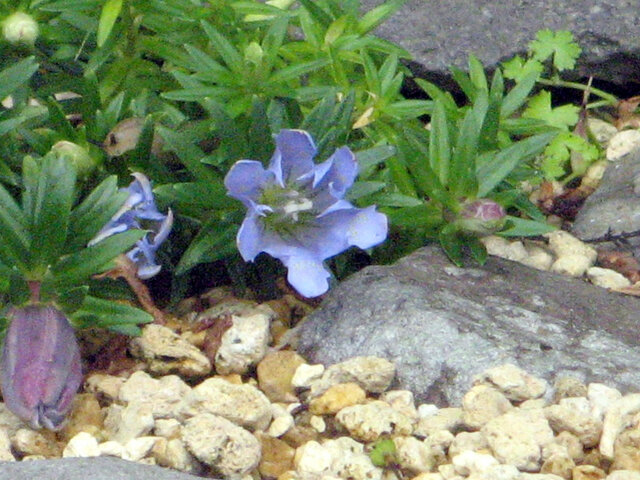 Gentiana yakushimensis