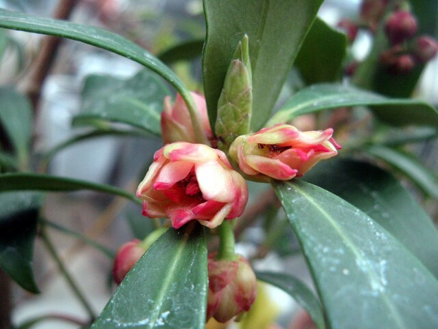 イの花 かぎけん花図鑑