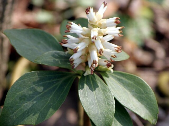 Pachysandra terminalis