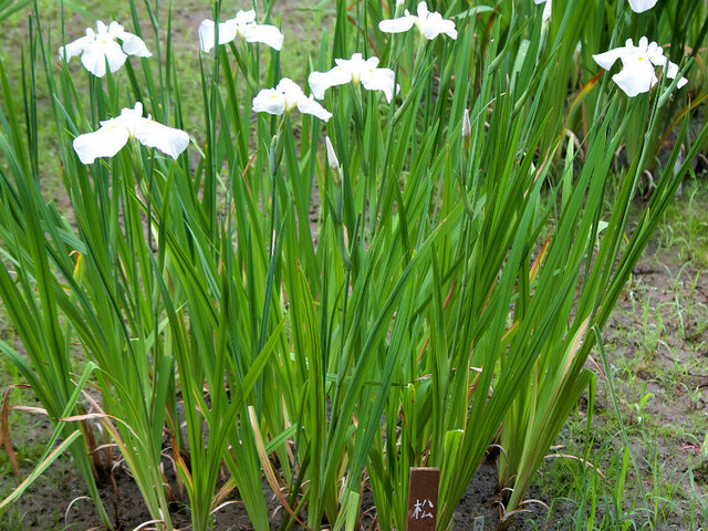 花菖蒲 ’松枝’