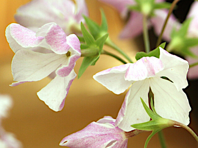 日本桜草 ’東唄’