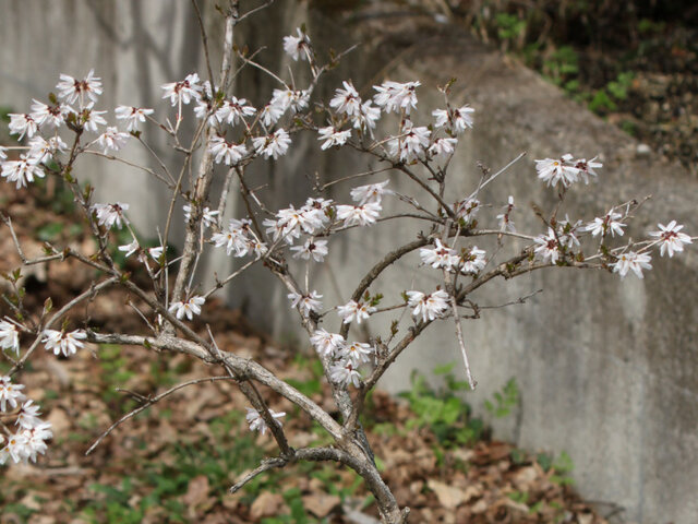 Abeliophyllum distichum