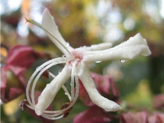 Clerodendrum trichotomum