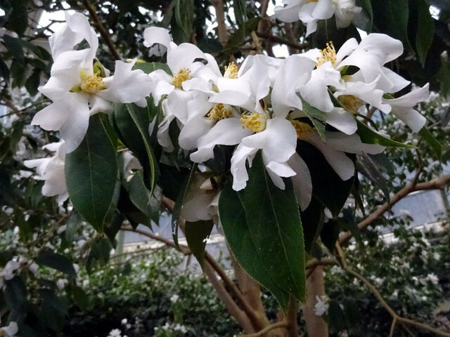 山茶花 '攸県油茶'