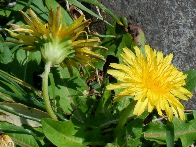 Dandelion