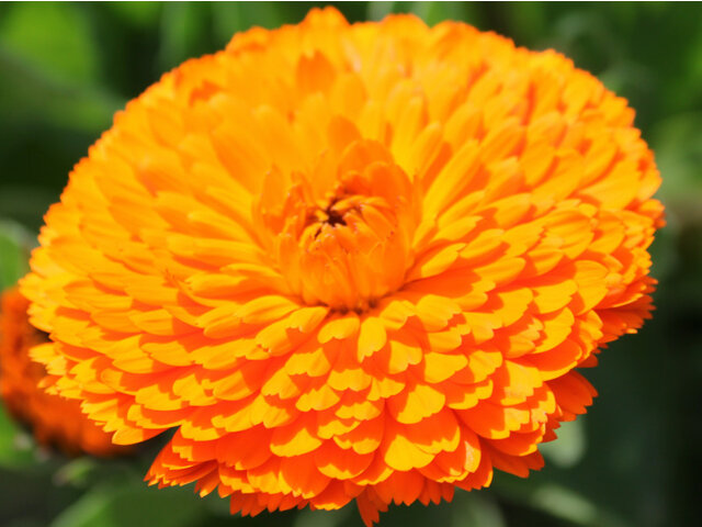 Calendula officinalis