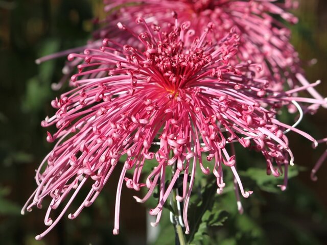 菊花　'山陽紅娘'