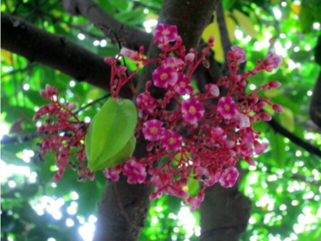 Star fruit