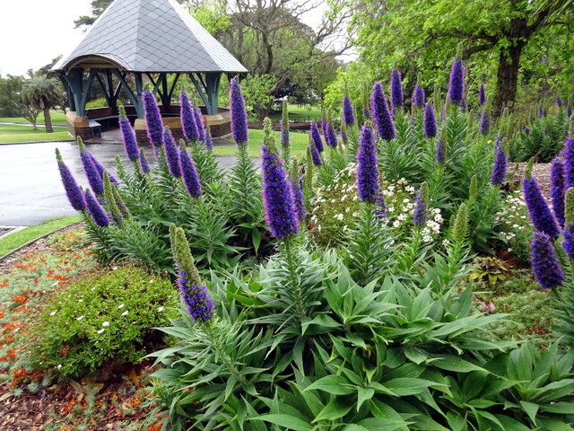 Echium candicans