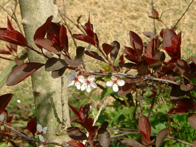 Prunus x cistena