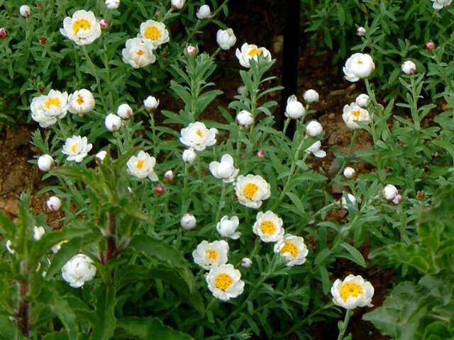 Rhodanthe chlorocephala