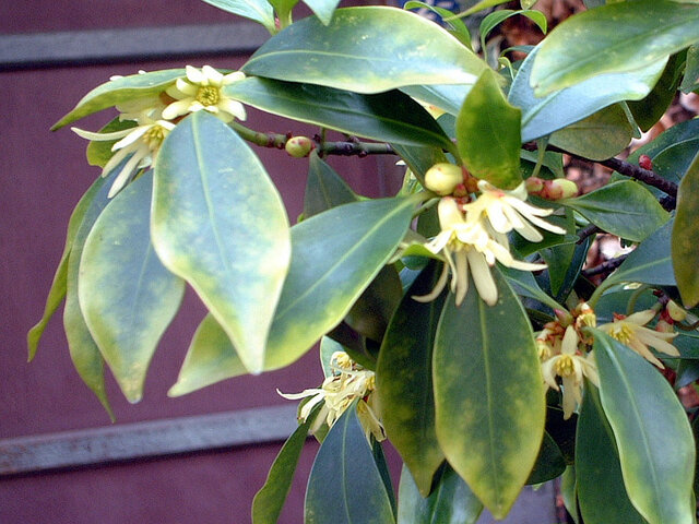 Illicium anisatum