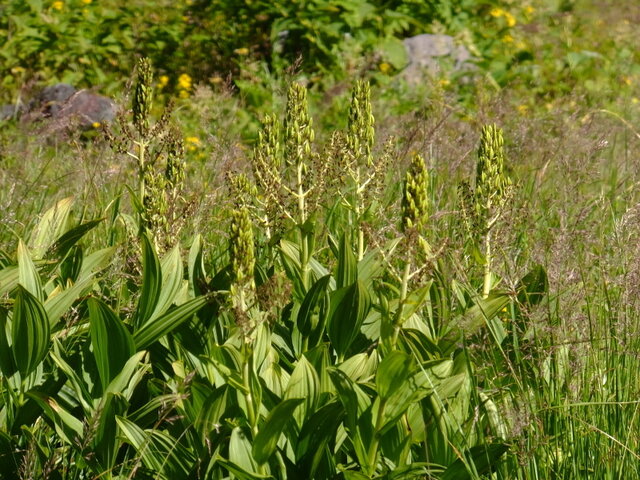 Veratrum stamineum