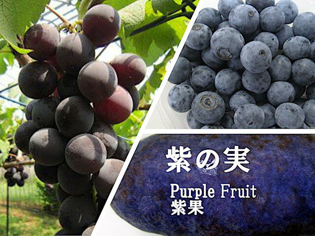 果物の色003.紫の実写真 一覧