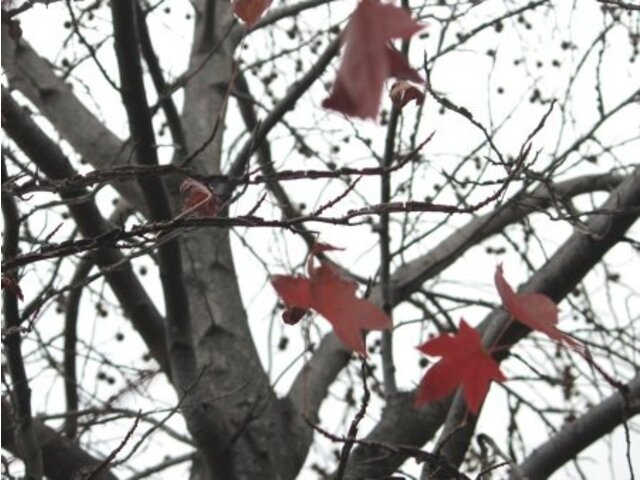 Liquidambar styraciflua 