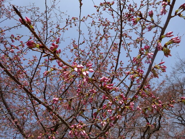 桜 アメリカ
