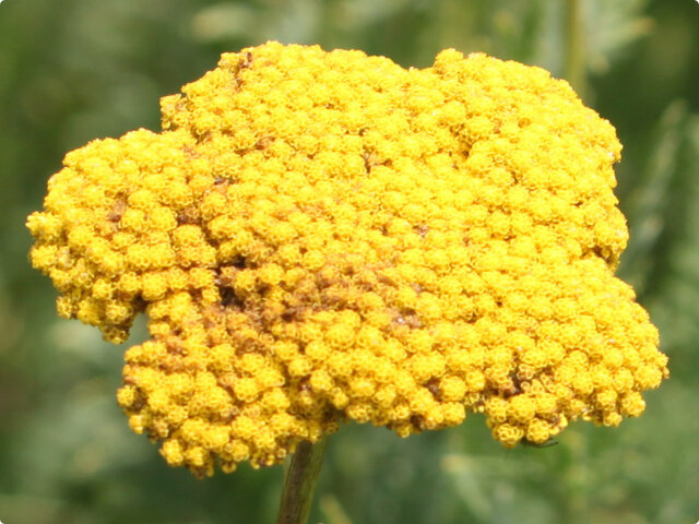 Achillea alpina