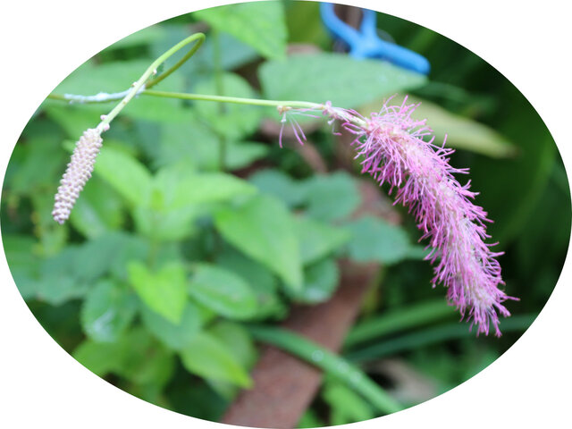 8月生花 科技研花图画书