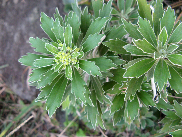 gold and silver chrysanthemum