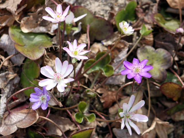 Hepatica nobilis var.japonica form.magna