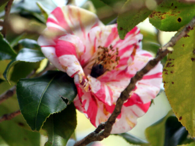 Camellia Ezo-nishiki