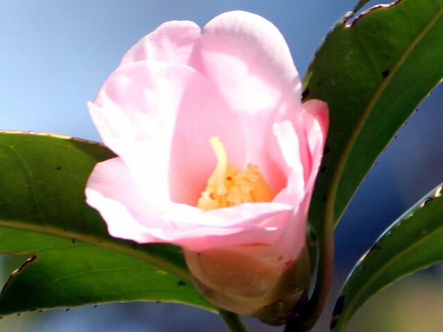 Camellia wabisuke Sukiya