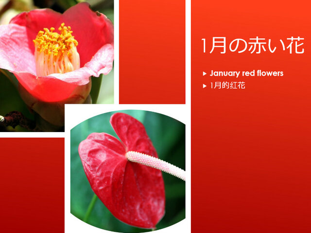 Camellia japonica