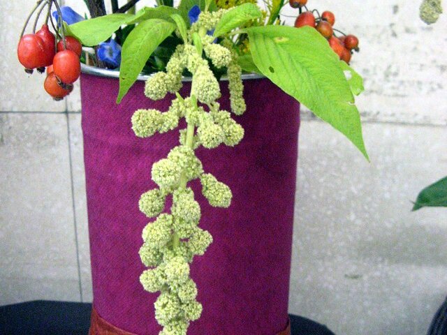 Amaranthus caudatus