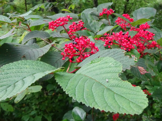 花ら 64.白花の次は赤い実だね　藪手鞠