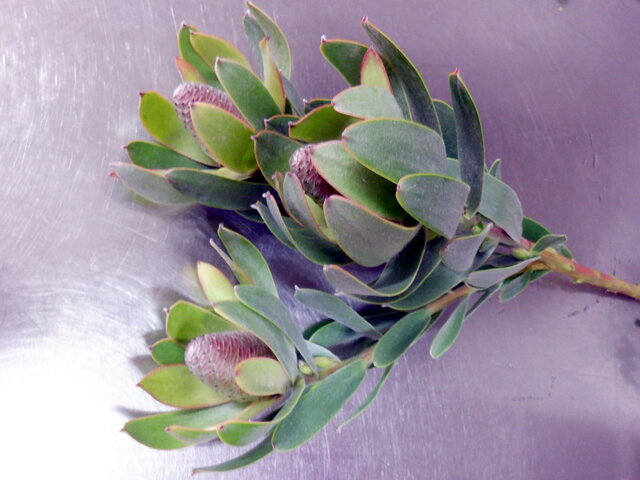 Leucadendron