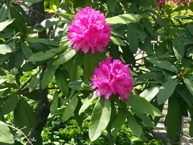 誕生花 5月8日 科技研花图画书