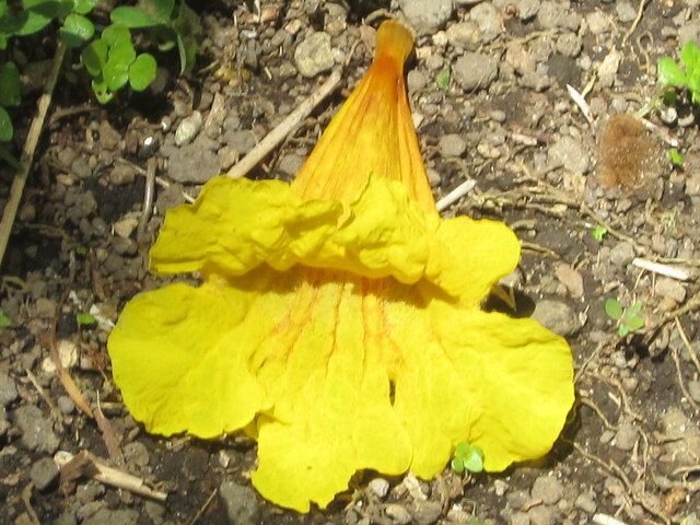 Tabebuia chrysotricha