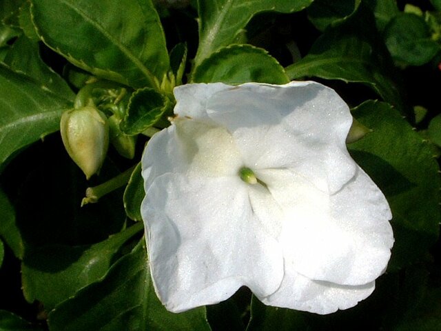 誕生花 7月25日 麦藁菊 鳥兜 インパチェンス 科技研花图画书