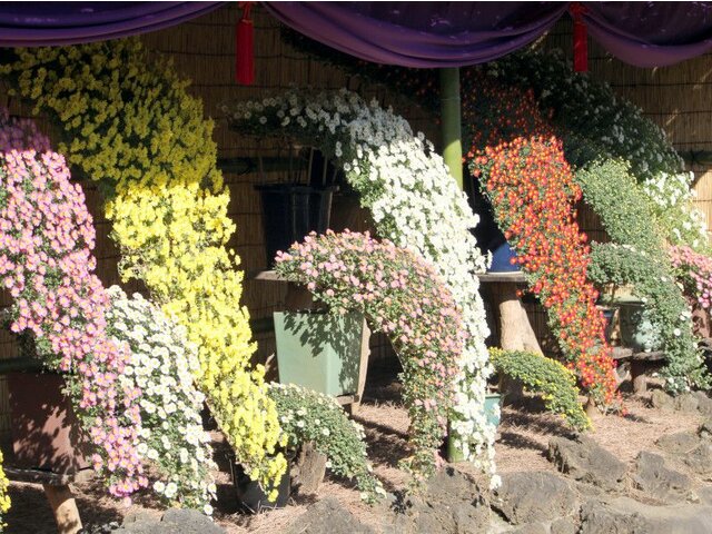 Chrysanthemum morifolium |Kengai style|