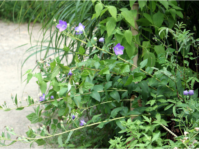 Balloon flower