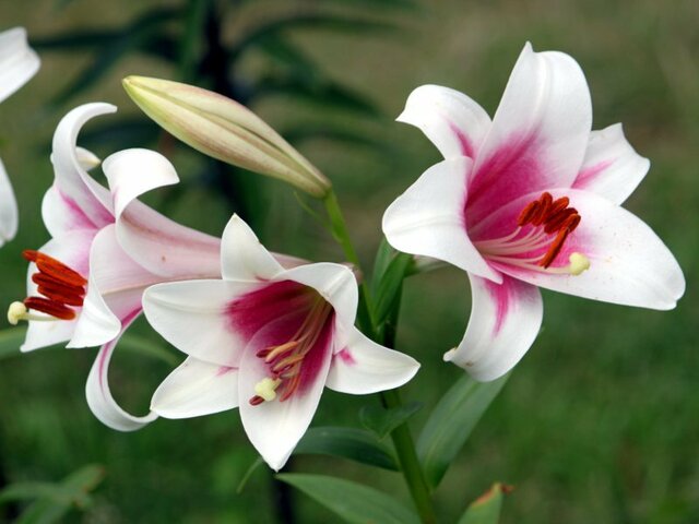 New Easter lilies