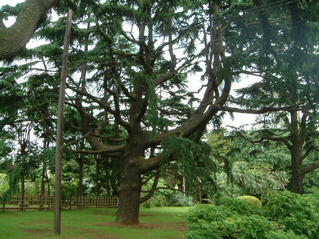 Himalayan Cedar