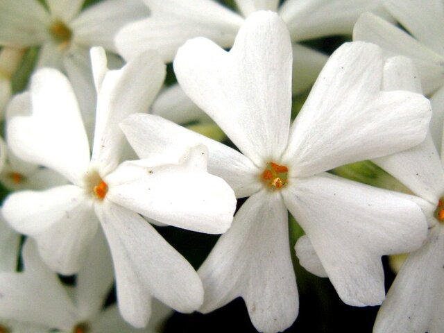 4月日の誕生花 芝桜 ディモルフォセカ Flower Database