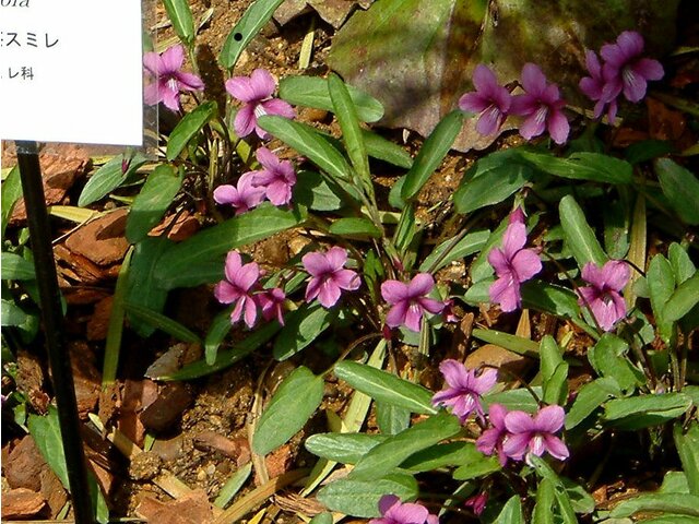 Viola mandsurica ebicha