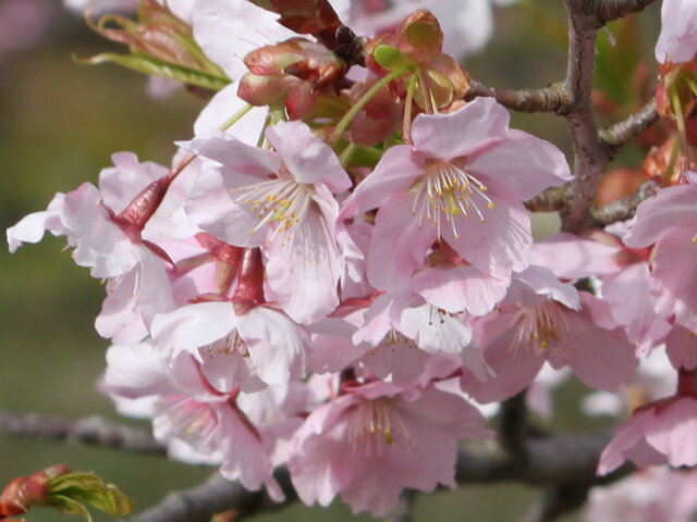 桜   修善寺寒桜（シュゼンジカンザクラ）