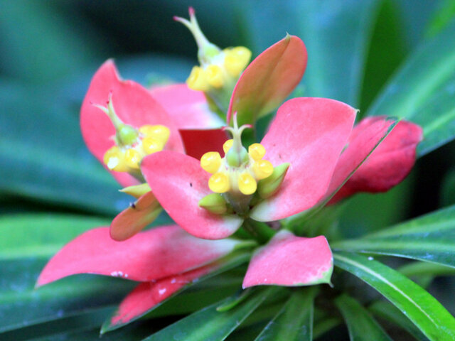 Euphorbia punicea