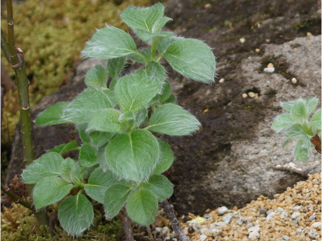 Salix nakamurana