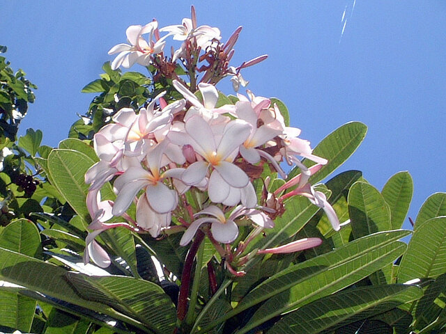 世界の国花 ニカラグア共和国 Nicaragua NI