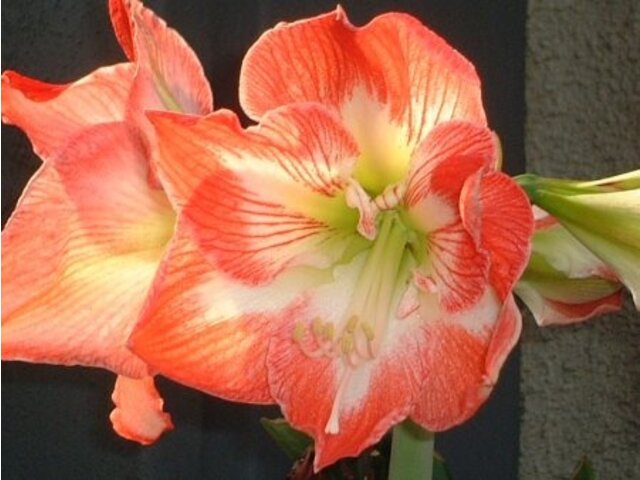 Amaryllis