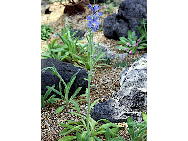 Prickly Blue poppy