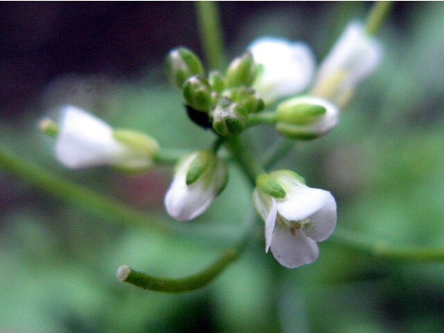 Japanese bittercress